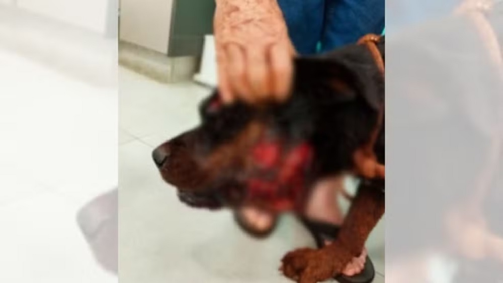 Onça-parda mata pit bull e fere rottweiler no interior de SP