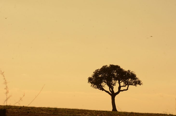 Alerta de ondas de calor: Mato Grosso do Sul para enfrentar altas temperaturas e Condições de seca